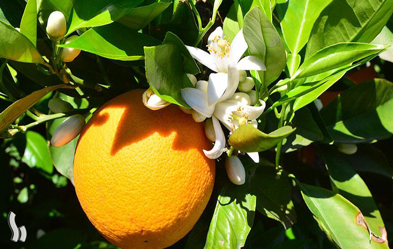 فواید سلامتی بهار نارنج