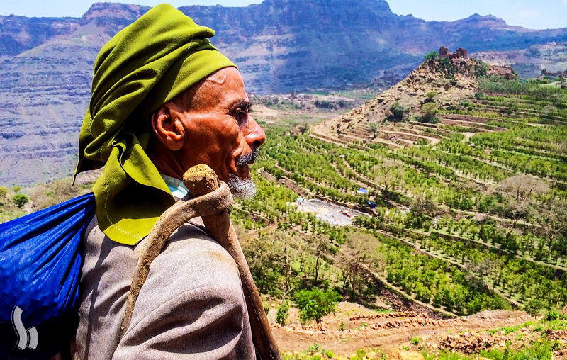 تاریخچه قهوه یمنی