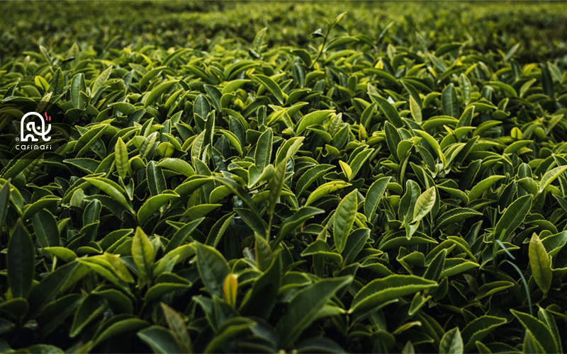 بزرگترین تولیدکنندگان چای