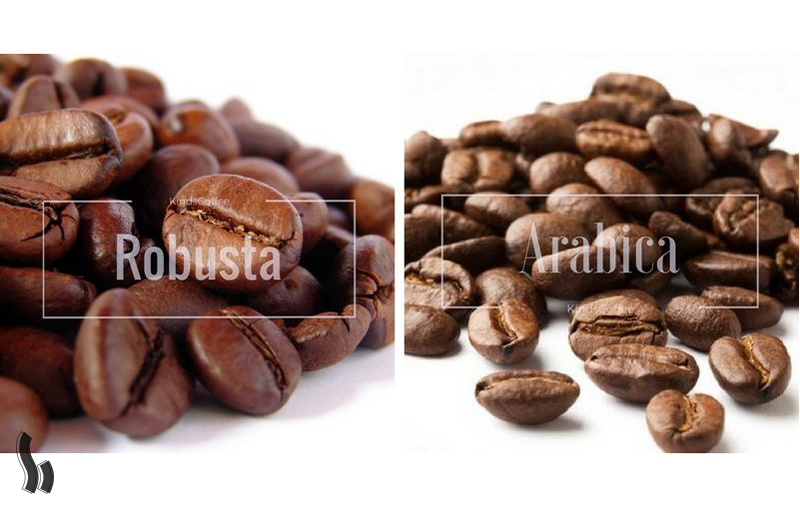 شناخت قهوه عربیکا و روبوستا
