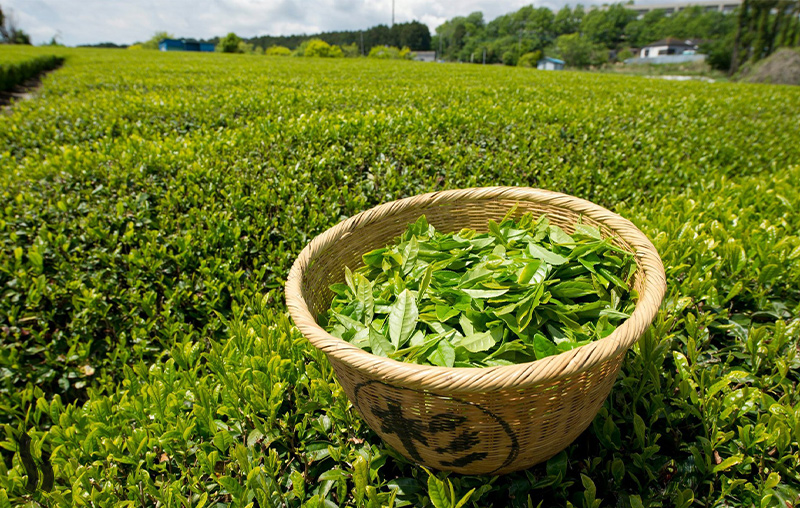 خواص چای سبز برای زنان و مردان