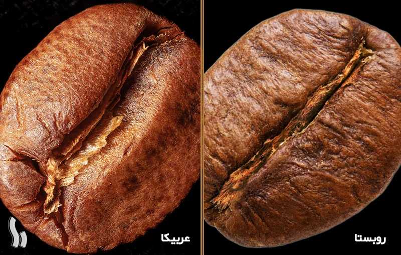 تفاوت دانه قهوه عربیکا و روبوستا