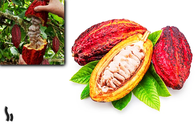 میوه درخت کاکائو