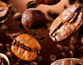 arabica-coffee1