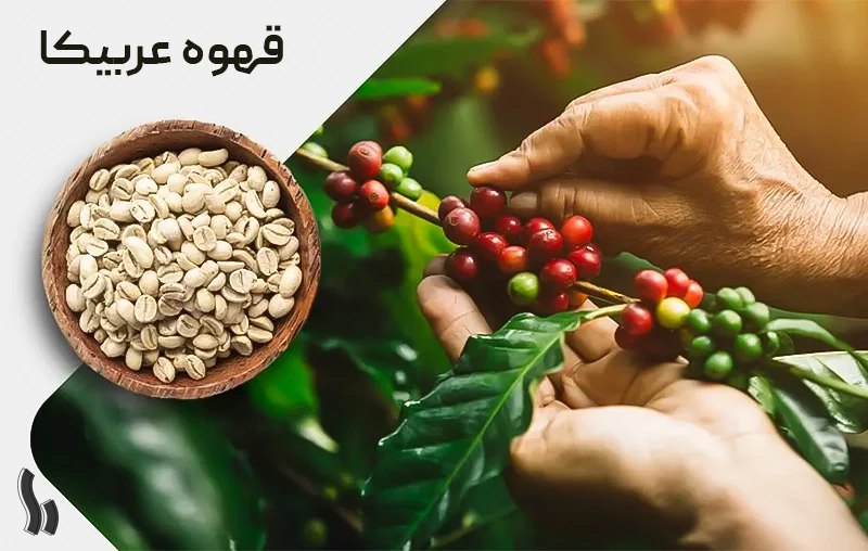قهوه عربیکا چیست